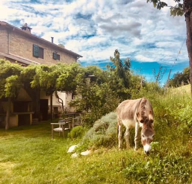 B&B Luna E Stelle Premilcuore Kültér fotó